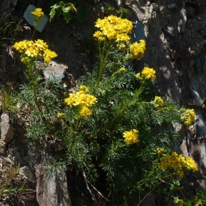 Photographie n°254935 du taxon Jacobaea adonidifolia (Loisel.) Mérat [1812]