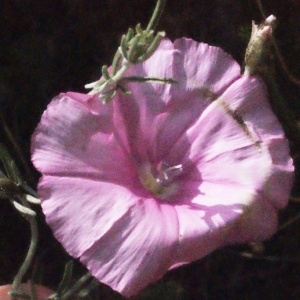 Photographie n°255019 du taxon Convolvulus elegantissimus Mill. [1768]