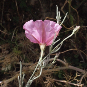 Photographie n°255023 du taxon Convolvulus elegantissimus Mill. [1768]