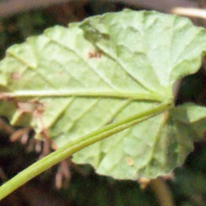 Photographie n°255029 du taxon Convolvulus elegantissimus Mill. [1768]