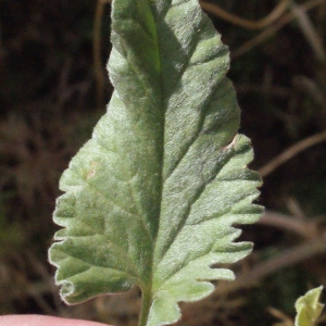 Photographie n°255031 du taxon Convolvulus elegantissimus Mill. [1768]