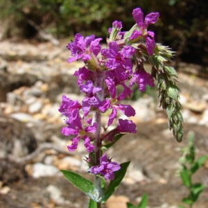 Photographie n°255047 du taxon Lythrum salicaria L.