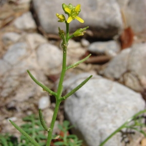 Photographie n°255062 du taxon Rorippa aspera (L.) Maire