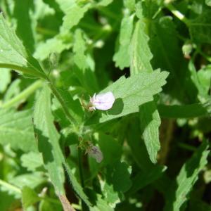 Photographie n°255076 du taxon Teucrium scordium L. [1753]