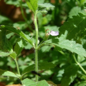 Photographie n°255078 du taxon Teucrium scordium L. [1753]