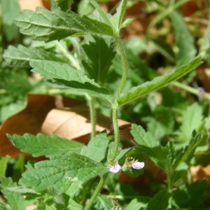 Photographie n°255081 du taxon Teucrium scordium L. [1753]