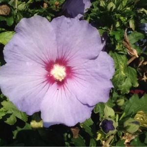 Photographie n°255100 du taxon Hibiscus syriacus L. [1753]