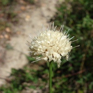 Photographie n°255119 du taxon Cephalaria leucantha (L.) Schrad. ex Roem. & Schult. [1818]