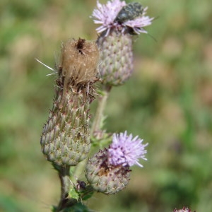 Photographie n°255126 du taxon Cirsium arvense (L.) Scop. [1772]