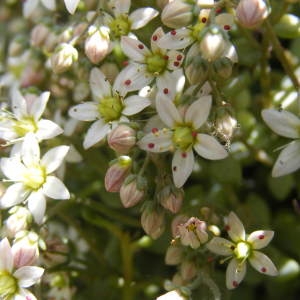 Photographie n°255156 du taxon Sedum dasyphyllum L. [1753]