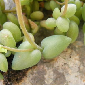 Photographie n°255158 du taxon Sedum dasyphyllum L. [1753]