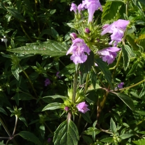 Photographie n°255176 du taxon Galeopsis ladanum L. [1753]