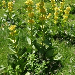 Photographie n°255182 du taxon Gentiana lutea L.