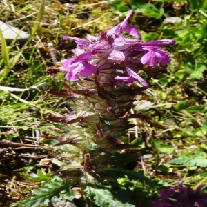 Photographie n°255215 du taxon Pedicularis verticillata L. [1753]