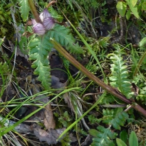 Photographie n°255221 du taxon Pedicularis verticillata L. [1753]