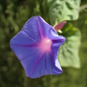 Photographie n°255246 du taxon Ipomoea indica (Burm.) Merr.