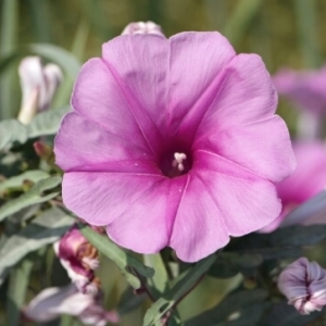 Photographie n°255250 du taxon Ipomoea sagittata Poir. [1789]