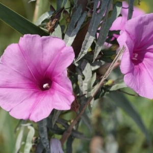 Photographie n°255252 du taxon Ipomoea sagittata Poir. [1789]