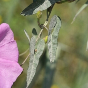 Photographie n°255253 du taxon Ipomoea sagittata Poir. [1789]