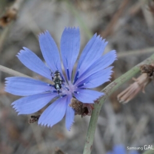 Photographie n°255269 du taxon Cichorium intybus L. [1753]