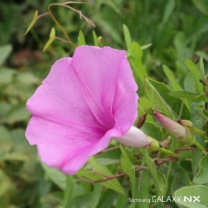 Photographie n°255272 du taxon Ipomoea sagittata Poir. [1789]