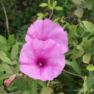 Photographie n°255274 du taxon Ipomoea sagittata Poir. [1789]