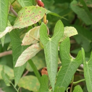 Photographie n°255275 du taxon Ipomoea sagittata Poir. [1789]