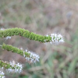 Photographie n°255276 du taxon Mentha suaveolens Ehrh. [1792]