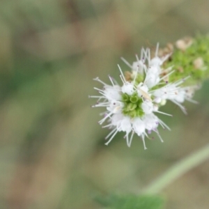 Photographie n°255278 du taxon Mentha suaveolens Ehrh. [1792]