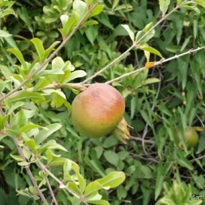 Photographie n°255280 du taxon Punica granatum L. [1753]