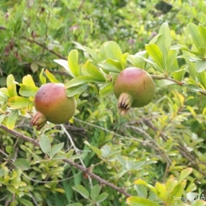 Photographie n°255283 du taxon Punica granatum L. [1753]