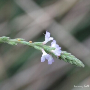 Photographie n°255289 du taxon Verbena officinalis L. [1753]