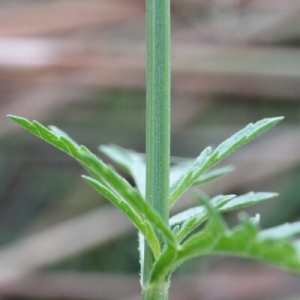 Photographie n°255291 du taxon Verbena officinalis L. [1753]