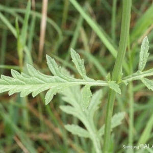 Photographie n°255292 du taxon Verbena officinalis L. [1753]