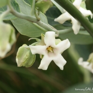 Photographie n°255297 du taxon Araujia sericifera Brot. [1818]