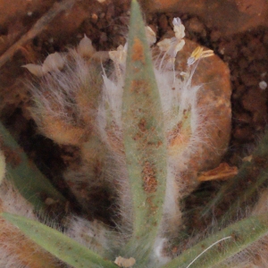 Photographie n°255356 du taxon Plantago L. [1753]