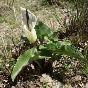 Photographie n°255386 du taxon Arum idaeum Coustur. & Gand. [1917]