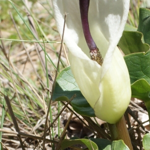 Photographie n°255387 du taxon Arum idaeum Coustur. & Gand. [1917]