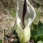  Liliane Roubaudi - Arum idaeum Coustur. & Gand. [1917]