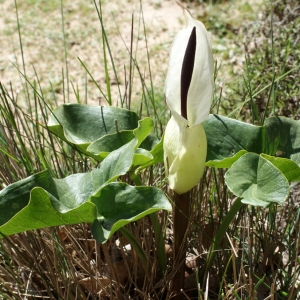 Photographie n°255391 du taxon Arum idaeum Coustur. & Gand. [1917]