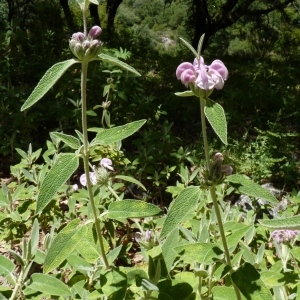 Photographie n°255405 du taxon Phlomis purpurea L. [1753]