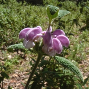 Photographie n°255407 du taxon Phlomis purpurea L. [1753]