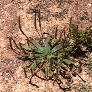 Photographie n°255409 du taxon Plantago coronopus subsp. coronopus