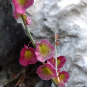 Photographie n°255417 du taxon Rumex scutatus L. [1753]