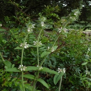  - Stachys germanica subsp. lusitanica (Hoffmanns. & Link) Cout. [1913]