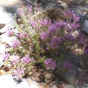  - Thymus longiflorus Boiss. [1838]