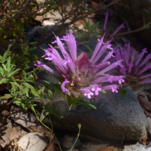  - Thymus longiflorus Boiss. [1838]