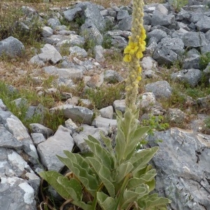 Photographie n°255468 du taxon Verbascum giganteum Willk. [1852]