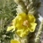  Ans Gorter - Verbascum giganteum Willk. [1852]