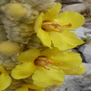 Photographie n°255471 du taxon Verbascum giganteum Willk. [1852]